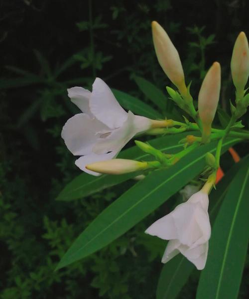 夹竹桃的花语和传说（神秘的毒花，蕴含着深刻的文化内涵）