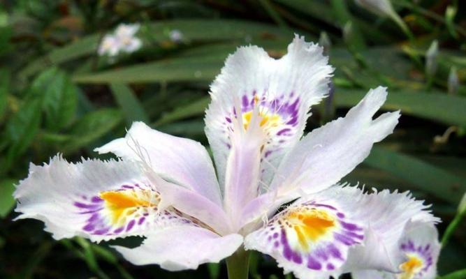 探寻鸢尾花的花语（了解鸢尾花的花语是什么，让你更懂得这朵美丽的花）