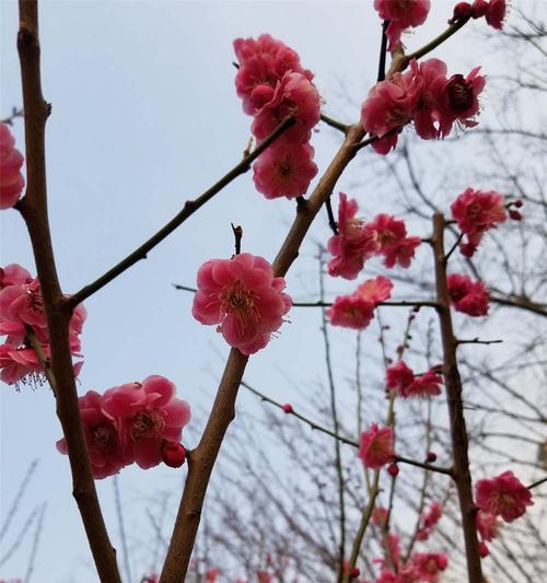 梅花花语的深刻含义（探究梅花的文化传承和情感象征）