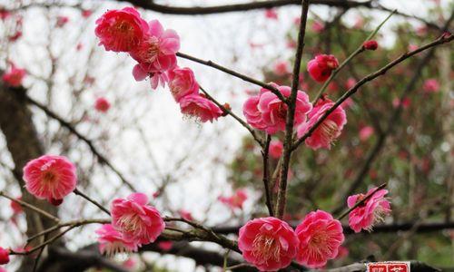 梅花花语的深刻含义（探究梅花的文化传承和情感象征）