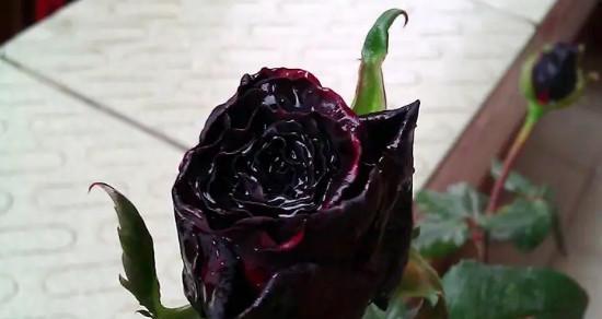 黑玫瑰花语的意义（表达坚定、神秘和纪念的黑玫瑰花语）