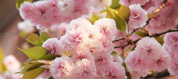 粉色樱花的花语与意义（探究粉色樱花的花语，传达情感与美好）