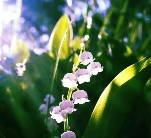 铃兰花语-浪漫清新（探寻铃兰花的花语与寓意）