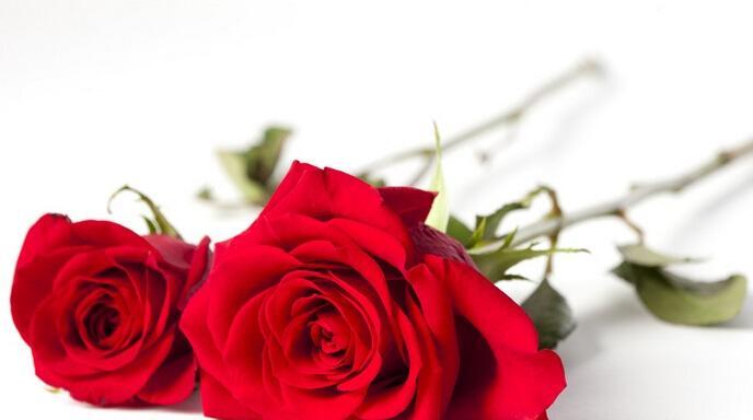 深度解读11朵玫瑰代表的含义（探索玫瑰花语与不同场合送花的意义）