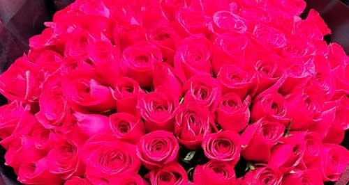 粉红色玫瑰的花语（深入了解粉红色玫瑰的象征意义）