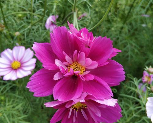 波斯菊花语与寓意（探究波斯菊的美丽和传说）