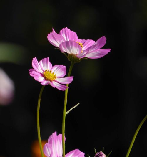 波斯菊花语与寓意（探究波斯菊的美丽和传说）