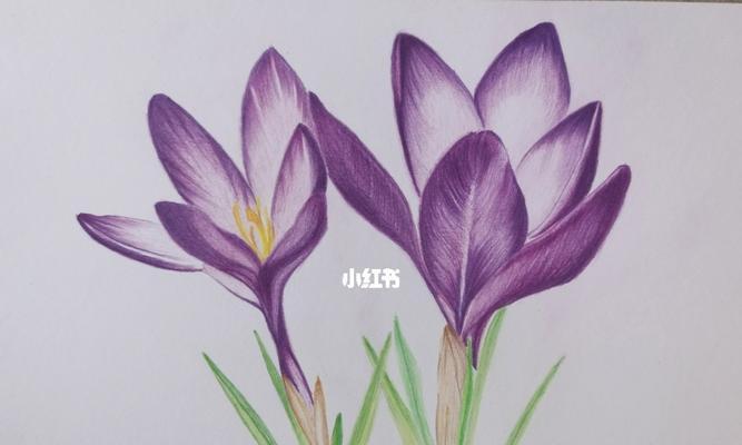 黑紫色马蹄莲的花语（神秘、高贵、神圣的象征）