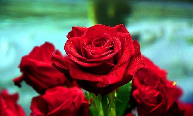 卡布奇诺玫瑰的花语——表达浓情蜜意的绝佳方式（浪漫的卡布奇诺玫瑰，让爱情更加美好）