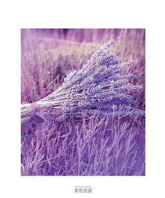 紫色薰衣草的花语与寓意（探秘薰衣草的象征意义，了解紫色薰衣草的情感之美）