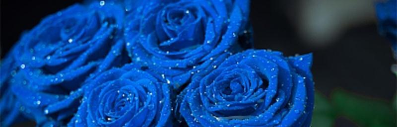 解析十一朵蓝玫瑰代表的意义（探究蓝玫瑰花语及送花场合）