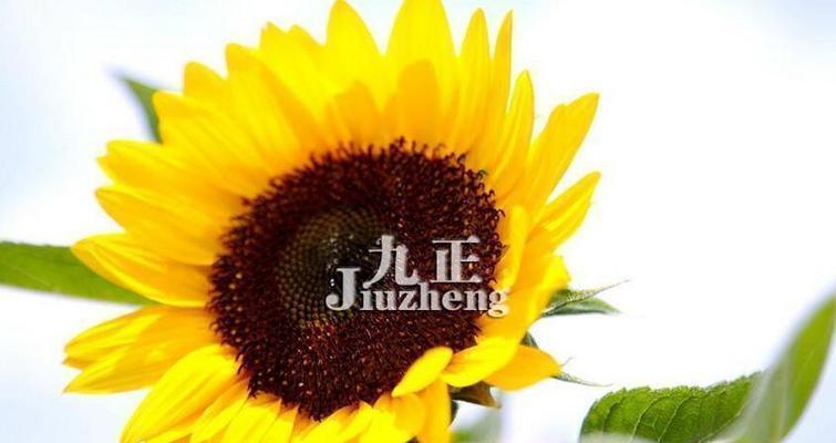 太阳花的花语及象征意义（向阳、快乐、坚韧——太阳花的特点和寓意）