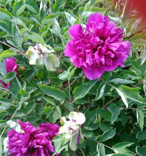 红牡丹与紫牡丹的不同花语（揭秘花卉传达的深刻含义）