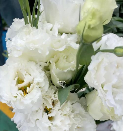 桔梗花语大揭秘（了解各色桔梗的含义与象征）