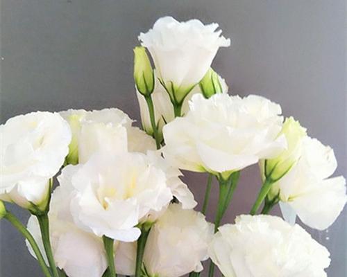 桔梗花语大揭秘（了解各色桔梗的含义与象征）
