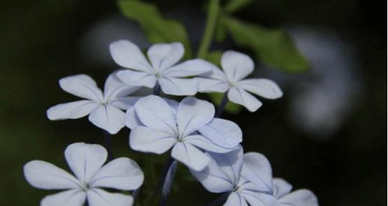 蓝花丹的花语（探寻蓝花丹所代表的含义）