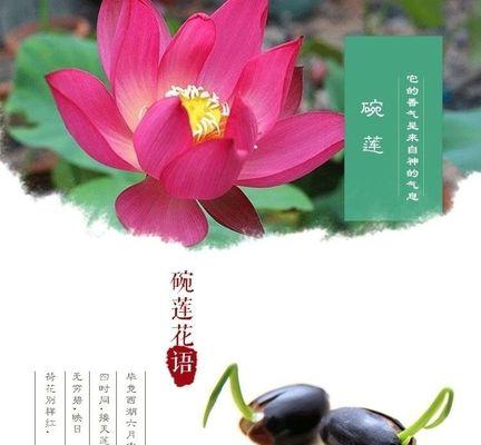 碗莲，寄托着福运和幸福的花朵（祝福、繁荣、幸福）