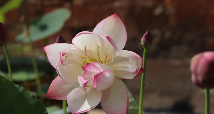 碗莲，寄托着福运和幸福的花朵（祝福、繁荣、幸福）