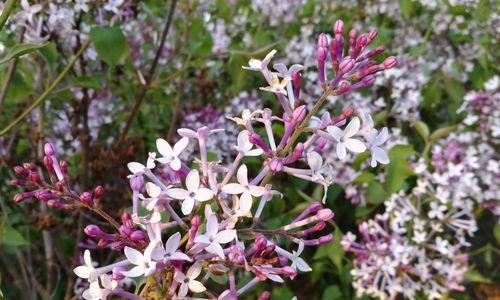探究丁香花的象征意义（揭秘丁香花的神秘面纱）