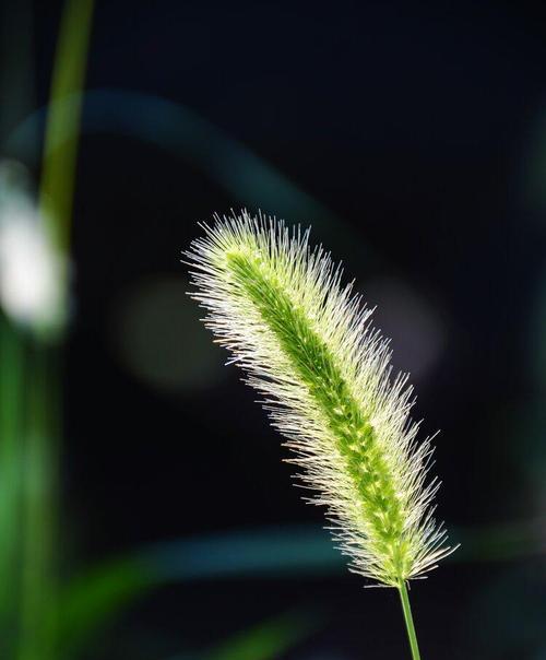 狗尾巴草的花语（解读狗尾巴草的八种花语，表达对爱情的祝福）