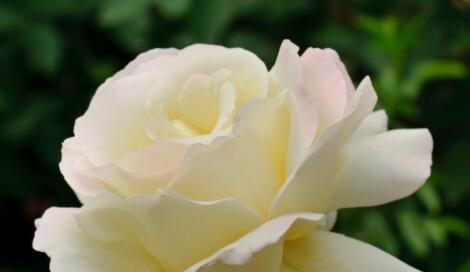 白玫瑰的寓意和象征意义（解读白玫瑰的不同含义）