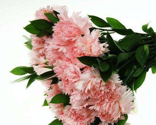 粉色康乃馨的花语含义（优美、温柔和感性的美丽）