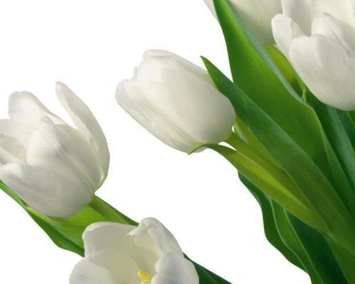 白色郁金香——爱的象征（白色郁金香的花语及文化意义解读）