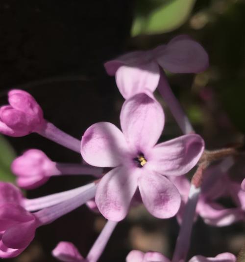 五瓣丁香花的花语（探寻五瓣丁香花所代表的含义）
