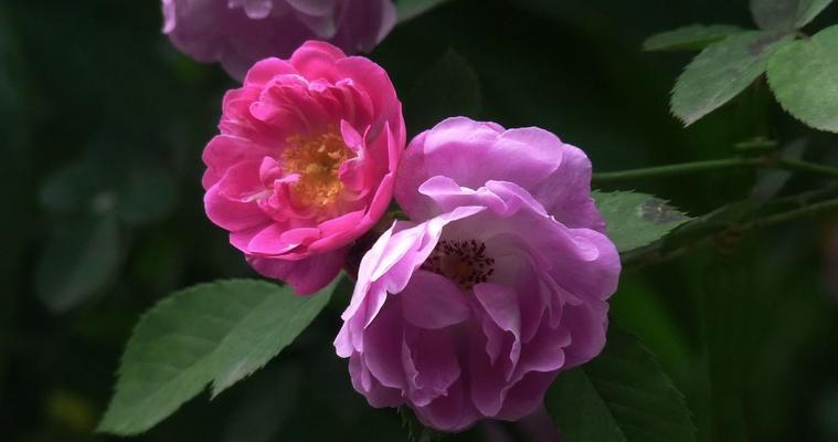 蔷薇花语（探究蔷薇花的花语及其象征意义）