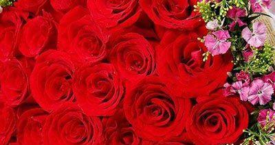 红色玫瑰的花语和寓意（深情、爱情、热情）