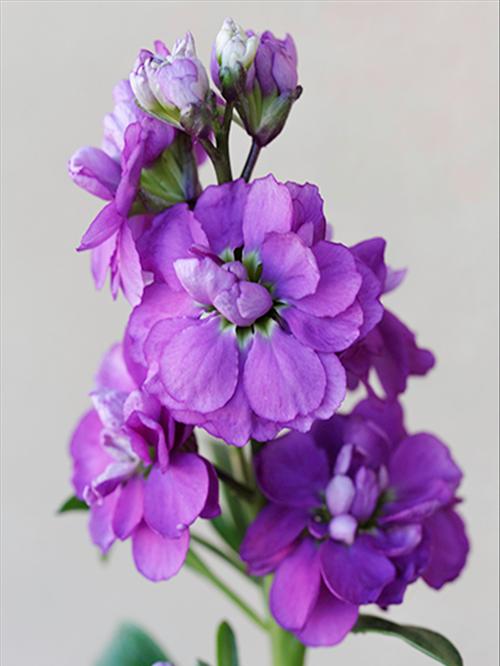 纯朴之美——黄色紫罗兰的花语（探究黄色紫罗兰的花语及其象征意义）