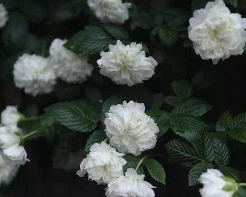 荼蘼花的传说与花语（缘起传奇，寄托深情——探寻荼蘼花的神话与含义）