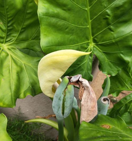 海芋传说（花语、寓意与传说）