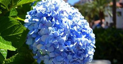 蓝色绣球花的花语（探寻蓝色绣球花的意义和象征）