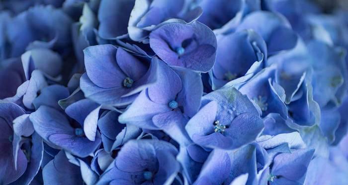 蓝色绣球花的花语（探寻蓝色绣球花的意义和象征）