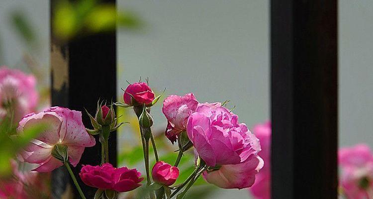 黑蔷薇花语