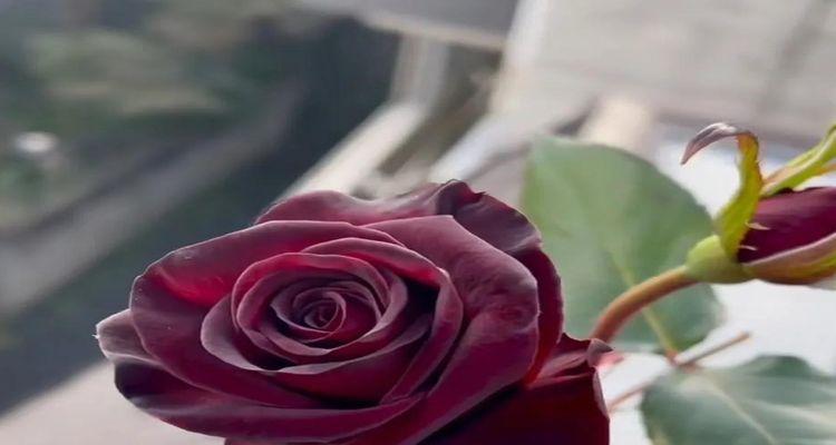 黑玫瑰花语之谁是最佳送花对象（探究黑玫瑰花语的多重含义，解析适合送给谁）