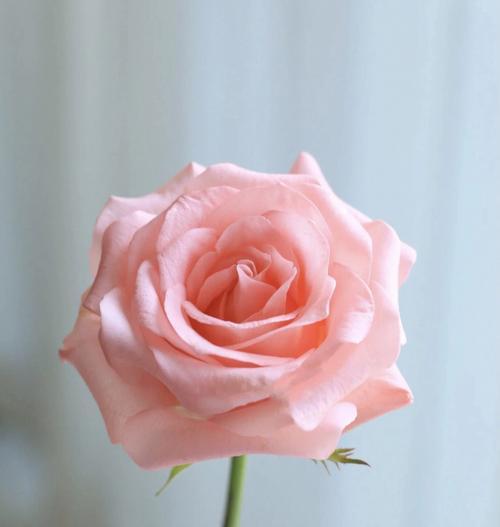 浪漫之花——粉色玫瑰的代表意思（爱情、友谊、幸福、温馨）