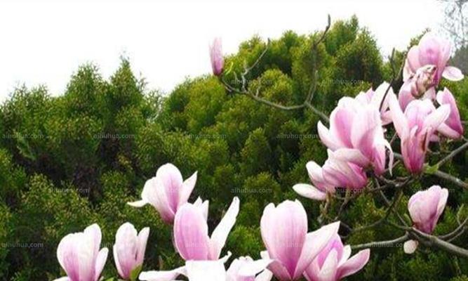 探秘木兰花的花语和药用价值（了解木兰花的神秘魅力和悠久历史）