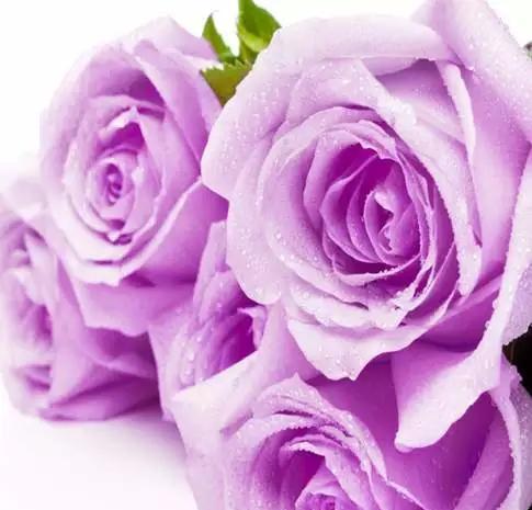 揭秘紫玫瑰的真正花语（传递神秘和珍贵的情感，）