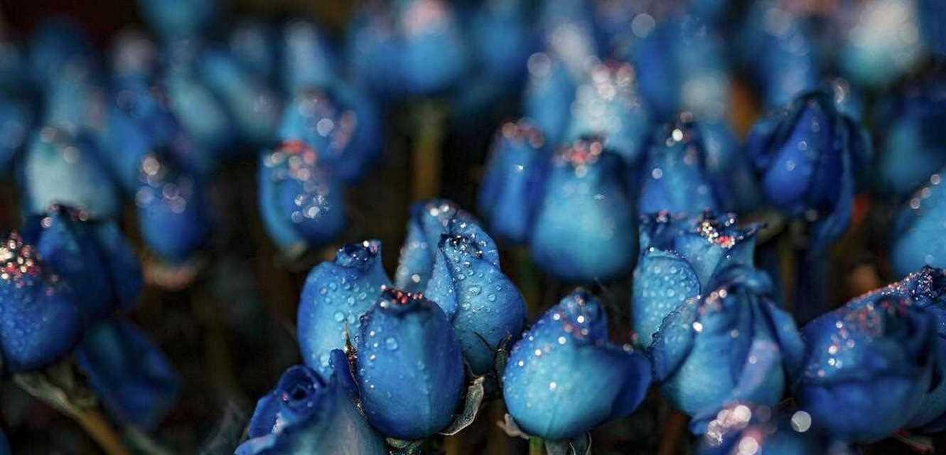 蓝色妖姬的花语——传递爱的力量（唤醒内心的勇气和美好，追寻真爱的梦想）