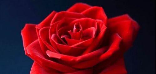 爱情长久，玫瑰花19朵的花语（用19朵玫瑰表达你对TA的爱意）