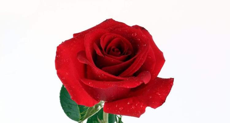 爱情长久，玫瑰花19朵的花语（用19朵玫瑰表达你对TA的爱意）