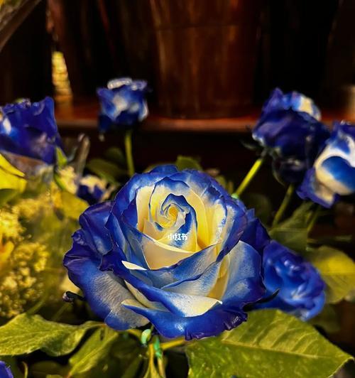 蓝玫瑰花代表什么意思（象征深情与神秘，寓意梦幻与不可得）