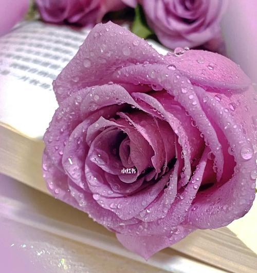 紫玫瑰的传说与花语（紫玫瑰，爱情和神话的象征）