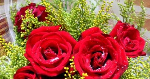 红色玫瑰的花语（传递爱情与热情的玫瑰）