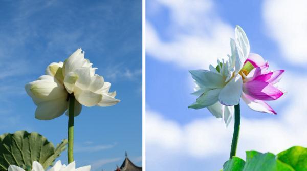 并蒂莲的花语和意义（探寻花语中的人生哲理）