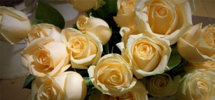 23朵玫瑰花语（探秘23朵玫瑰花语的深刻含义，揭示爱情的真谛）