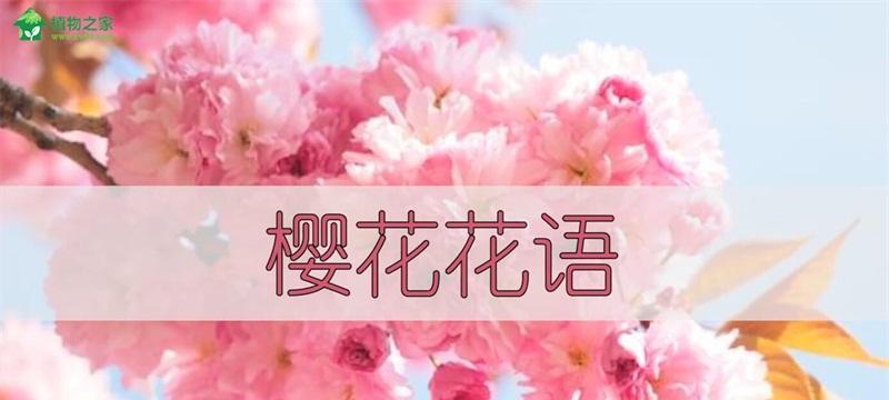 樱花花语——寓意多彩的“粉色风暴”（探究樱花的文化意义与象征意义）