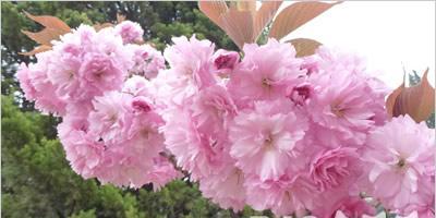 樱花花语——寓意多彩的“粉色风暴”（探究樱花的文化意义与象征意义）